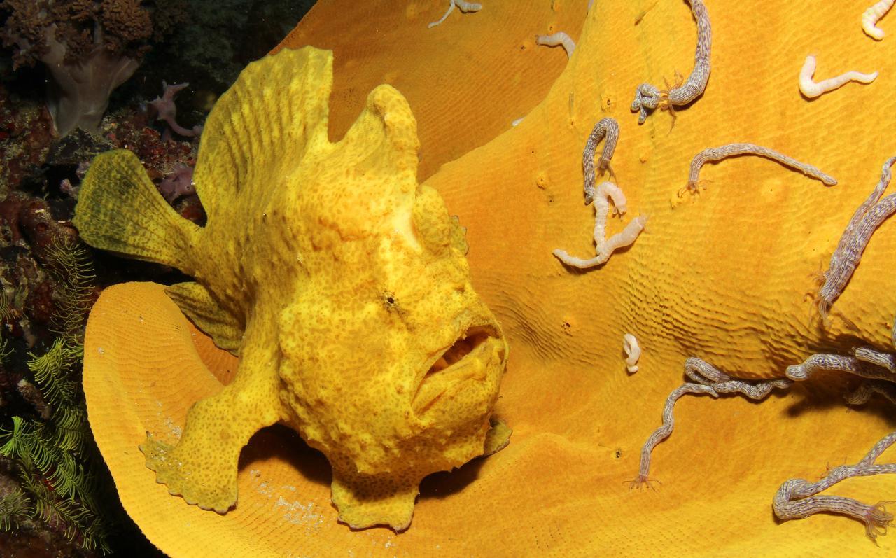 Отель Divepoint Алькой Экстерьер фото
