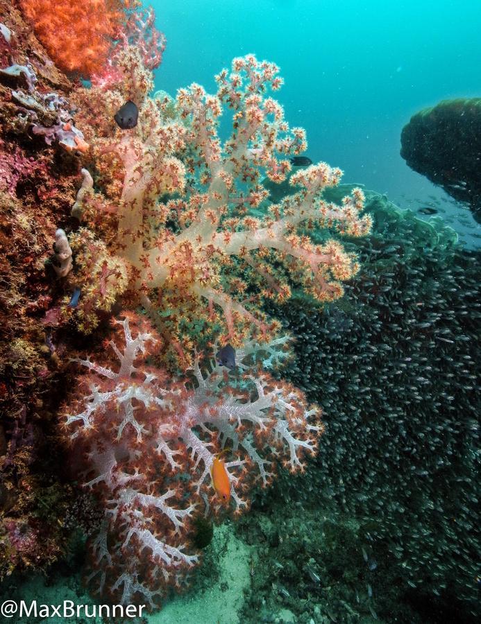Отель Divepoint Алькой Экстерьер фото